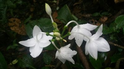 Urceolina formosa, photographed by Peter Brastow