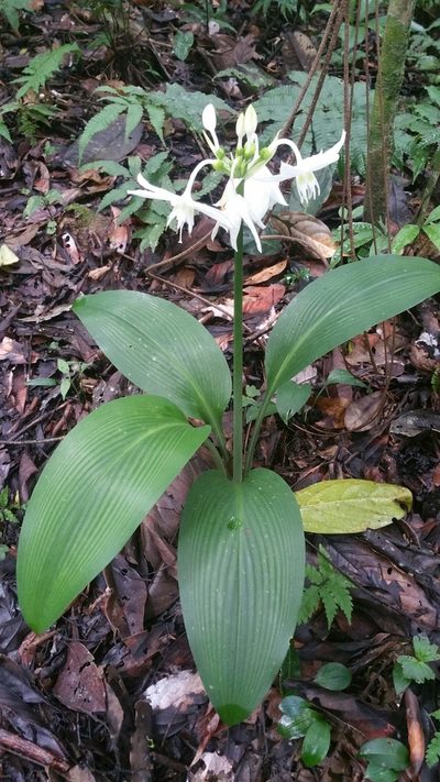 Urceolina formosa, photographed by Peter Brastow