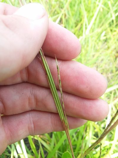 Andropogon stolonifer, photographed by Will McFarland