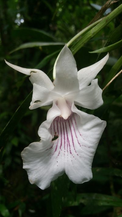 Warczewiczella amazonica, photographed by Peter Brastow