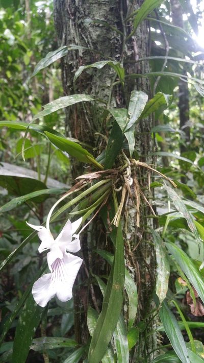 Warczewiczella amazonica, photographed by Peter Brastow