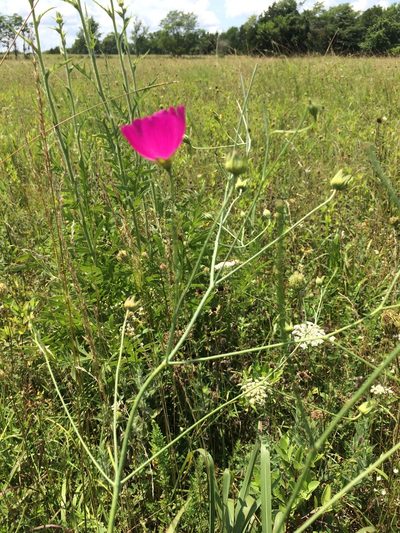 Callirhoe digitata, photographed by Robert Hoard