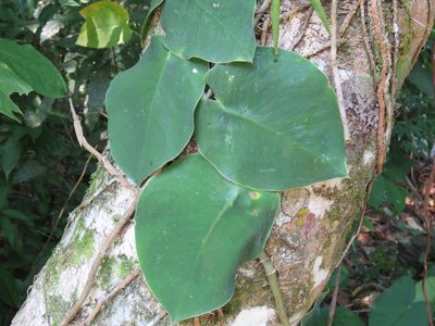 Monstera tuberculata, photographed by Alexis López Hernández