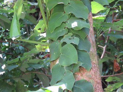 Monstera tuberculata, photographed by Alexis López Hernández