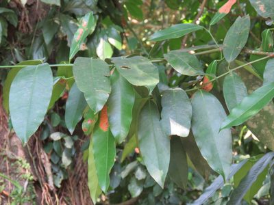 Faramea occidentalis, photographed by Alexis López Hernández