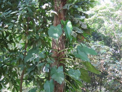 Syngonium chiapense, photographed by Alexis López Hernández
