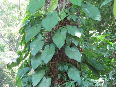 Syngonium chiapense, photographed by Alexis López Hernández