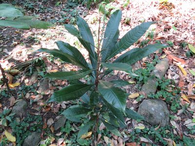 Amphitecna tuxtlensis, photographed by Alexis López Hernández