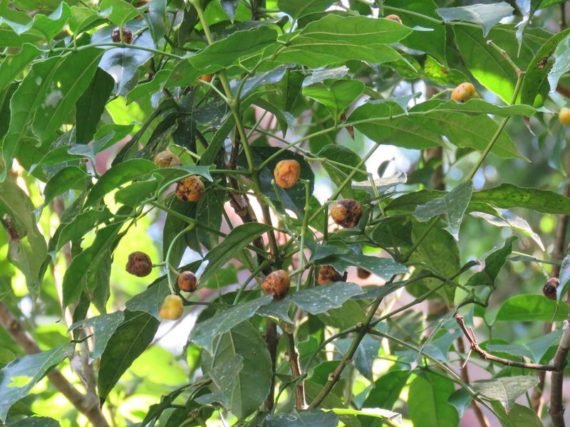 Turpinia occidentalis, photographed by Alexis López Hernández