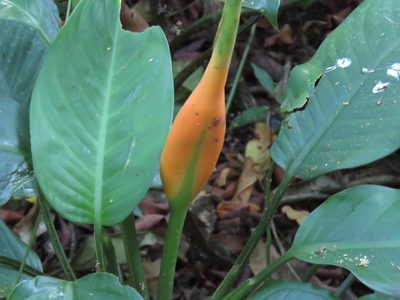 Dieffenbachia wendlandii, photographed by Alexis López Hernández