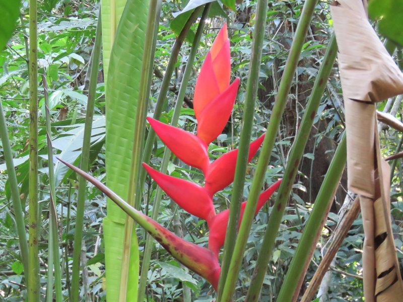 Heliconia uxpanapensis, photographed by Alexis López Hernández