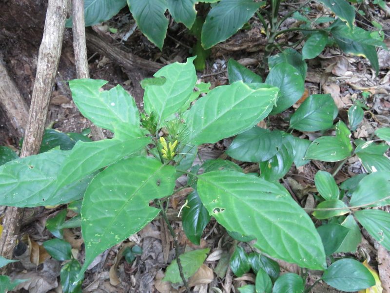 Streblacanthus parviflorus, photographed by Alexis López Hernández