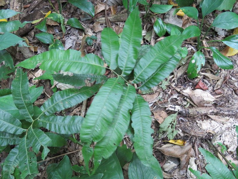 Goniopteris rhachiflexuosa, photographed by Alexis López Hernández
