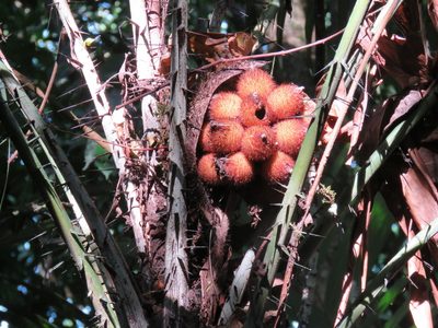 Astrocaryum mexicanum, photographed by Alexis López Hernández