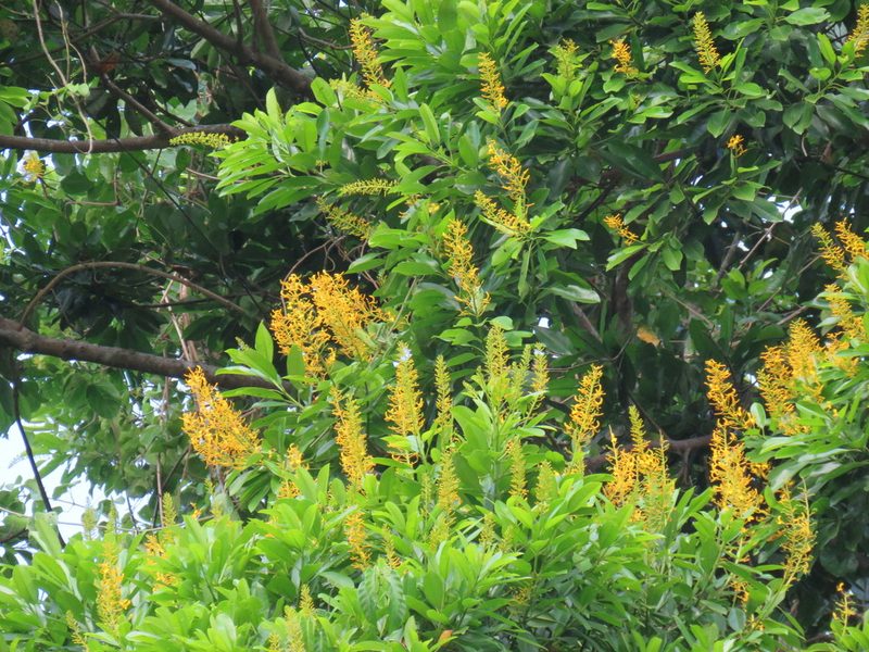 Vochysia guatemalensis, photographed by Alexis López Hernández