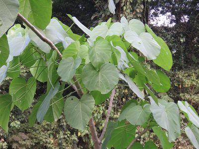 Omphalea oleifera, photographed by Alexis López Hernández