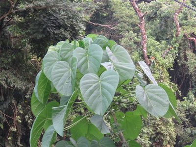 Omphalea oleifera, photographed by Alexis López Hernández