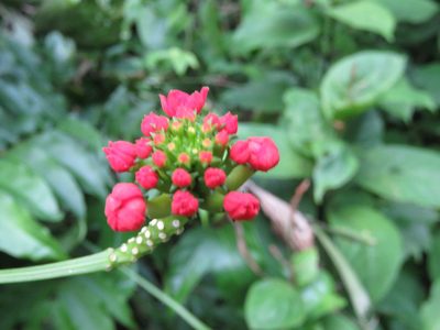 Psiguria triphylla, photographed by Alexis López Hernández