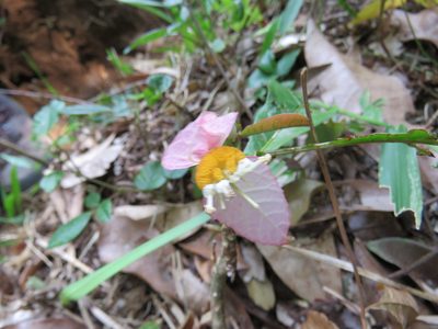 Dalechampia spathulata, photographed by Alexis López Hernández