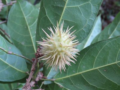 Sloanea petenensis, photographed by Alexis López Hernández