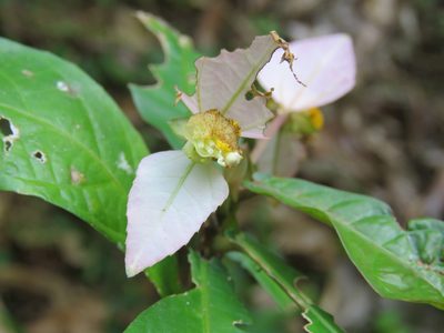 Dalechampia spathulata, photographed by Alexis López Hernández