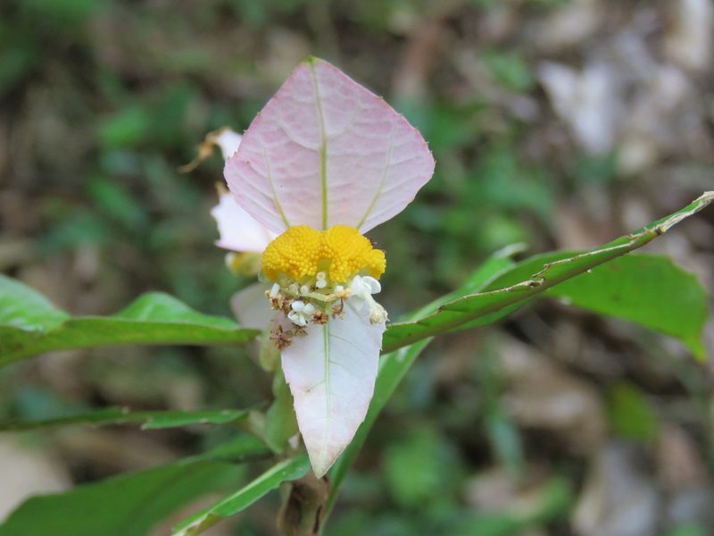 Dalechampia spathulata, photographed by Alexis López Hernández