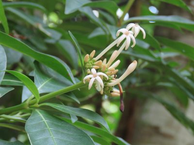 Palicourea faxlucens, photographed by Alexis López Hernández