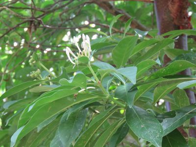 Palicourea faxlucens, photographed by Alexis López Hernández
