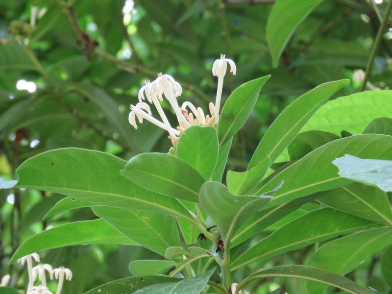 Palicourea faxlucens, photographed by Alexis López Hernández