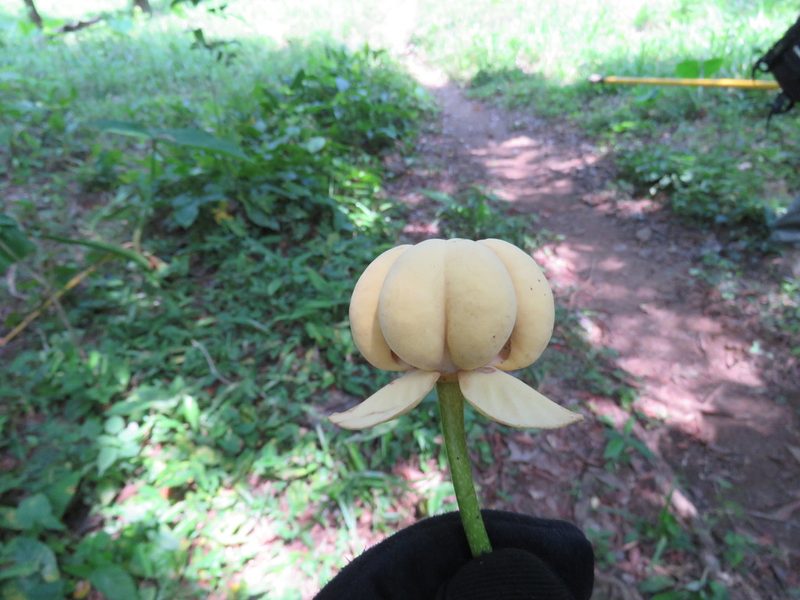 Cymbopetalum baillonii, photographed by Alexis López Hernández