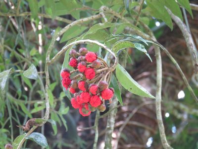 Marcgravia mexicana, photographed by Alexis López Hernández