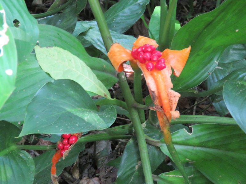 Dieffenbachia wendlandii, photographed by Alexis López Hernández