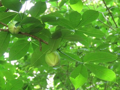 Jacaratia dolichaula, photographed by Alexis López Hernández