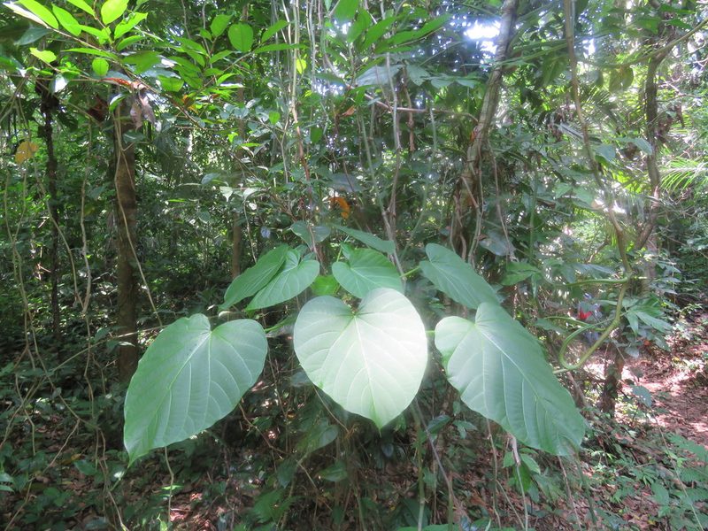 Omphalea oleifera, photographed by Alexis López Hernández