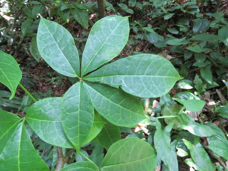 Jacaratia dolichaula, photographed by Alexis López Hernández