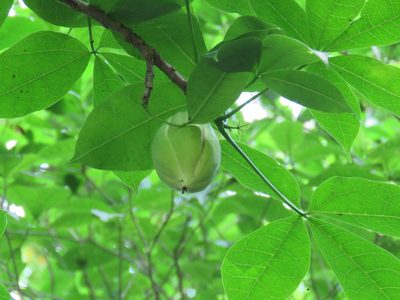 Jacaratia dolichaula, photographed by Alexis López Hernández