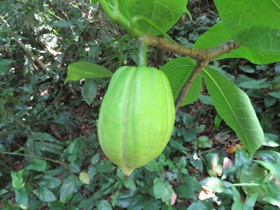 Jacaratia dolichaula, photographed by Alexis López Hernández