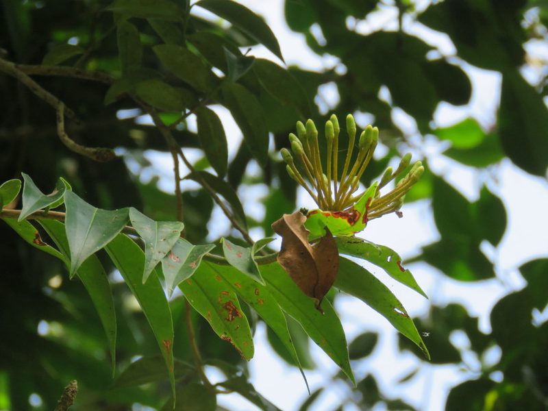 Marcgravia mexicana, photographed by Alexis López Hernández