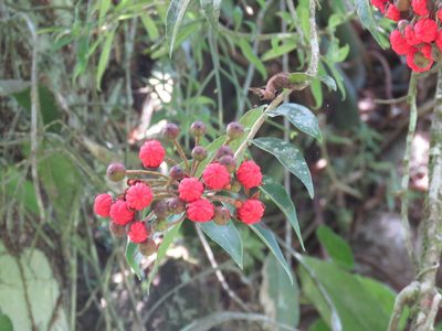 Marcgravia mexicana, photographed by Alexis López Hernández