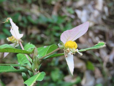 Dalechampia spathulata, photographed by Alexis López Hernández