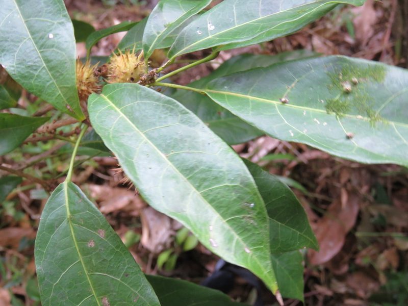 Sloanea petenensis, photographed by Alexis López Hernández
