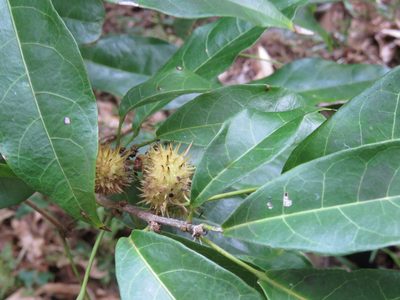 Sloanea petenensis, photographed by Alexis López Hernández