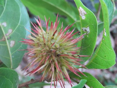 Sloanea petenensis, photographed by Alexis López Hernández