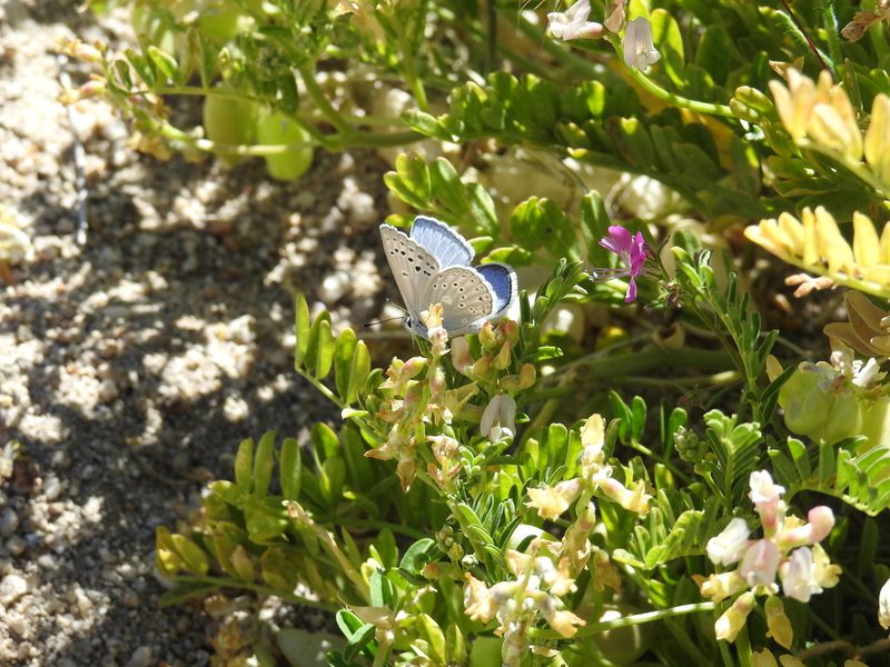 Astragalus gruinus, photographed by James M. Maley