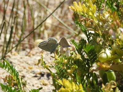 Astragalus gruinus, photographed by James M. Maley