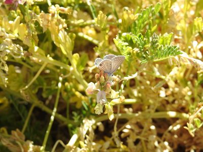 Astragalus gruinus, photographed by James M. Maley