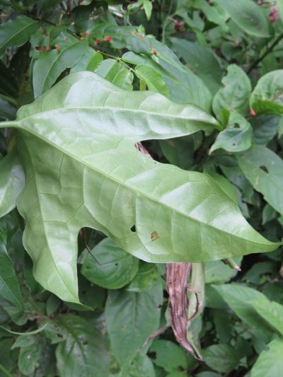 Psiguria triphylla, photographed by Alexis López Hernández