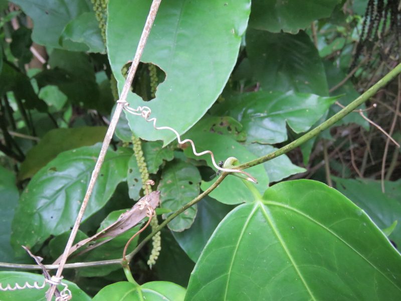 Psiguria triphylla, photographed by Alexis López Hernández