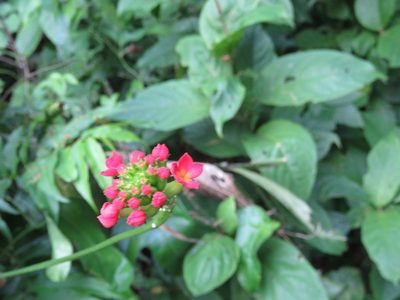 Psiguria triphylla, photographed by Alexis López Hernández