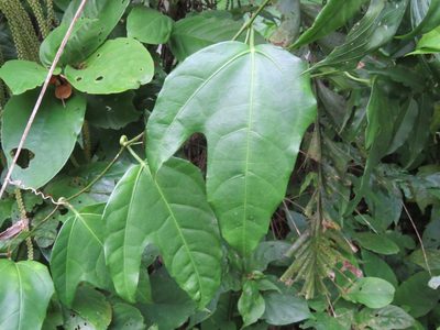 Psiguria triphylla, photographed by Alexis López Hernández